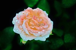 玫瑰,白,粉紅色