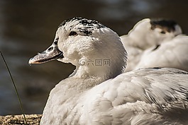 性質,動物,水動物