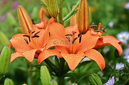 百合,花,花的