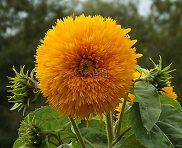 花,性質,廠