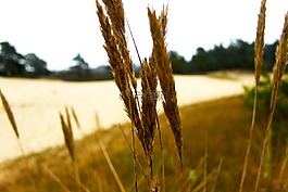 草,戶外,自然