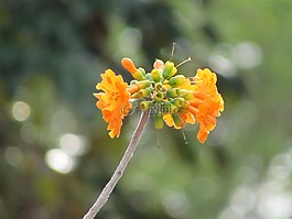 科迪亞dodecandra,花,ciricote