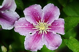 花,自然,春