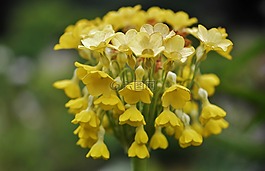 花,黃色,花的