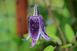 花,紫色,花的