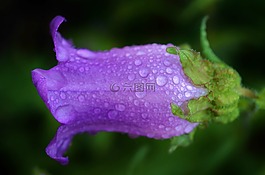 花,紫色,花的