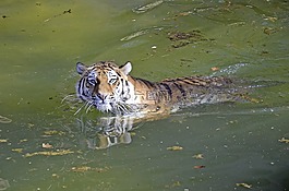 虎,大貓,水