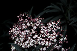 盛開,開花,植物區(qū)系