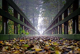 橋,木,霧