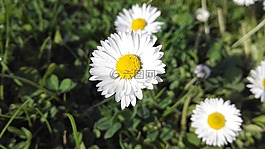 野花,夏季花卉,花園