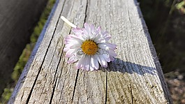 野花,夏季花卉,木材
