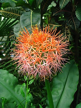 熱帶花卉,花,異國情調(diào)