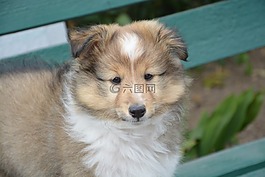 小狗,設(shè)得蘭的牧羊人,話