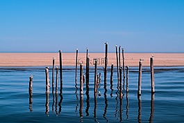 动物,海滩,鸟