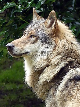 狼,動物園,歐洲狼