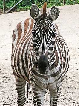 斑馬,動物園,黑與白