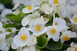 花,白,性質(zhì)