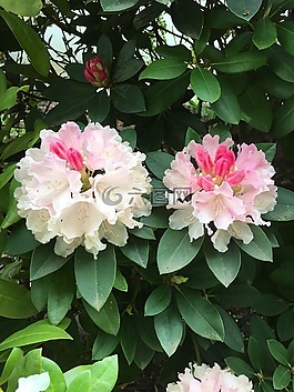 自然,花,春