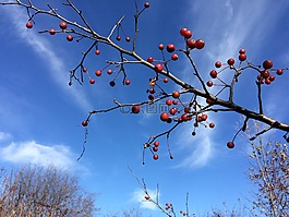 蟹蘋果,水果,枝杈