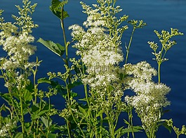 鮮花,植物,野生