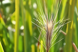 草,夏天,自然