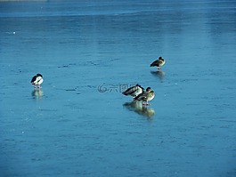 鴨,湖,冬天