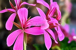 花,夏天,自然
