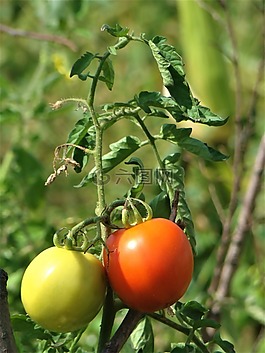 番茄,性質(zhì),紅色