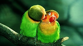 野生動物,鳥,性質(zhì)