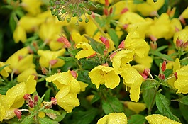花,黃色,花的