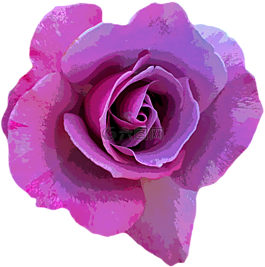 玫瑰,紫,開(kāi)花