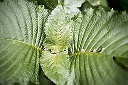 蕨類(lèi)植物,宏攝影,葉子