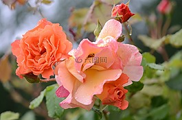 玫瑰,橙色,花的