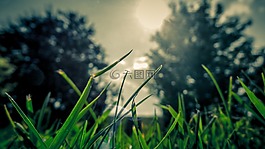 草,樹(shù),自然