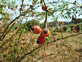 水果,性質(zhì),玫瑰