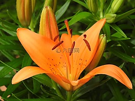 花,黃色,夏季花卉