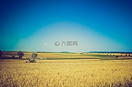 小麥,原野,農(nóng)場(chǎng)