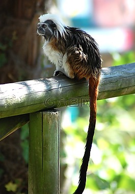 猴,動物園,動物