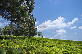 茶園,壁紙,綠色