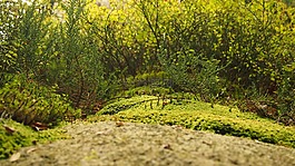 苔,森林的地面,植被