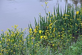 鮮花,黃色,河