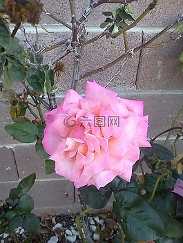 玫瑰,花,粉紅色