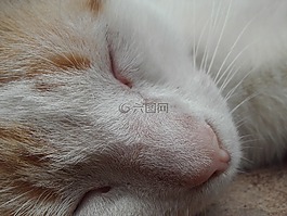 貓,睡覺的貓,睡眠