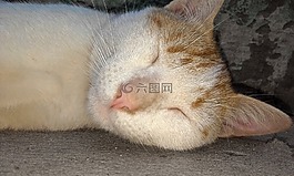 貓,睡覺的貓,睡眠