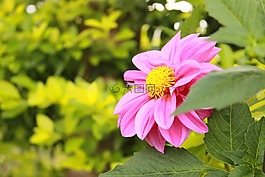 花,粉紅色,自然