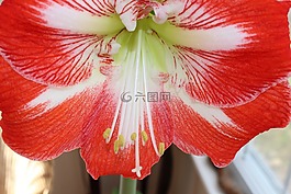 槿,花,盛開