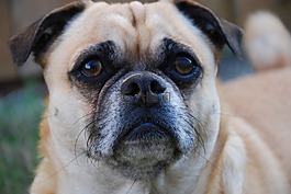 狗,帕格,pugalier