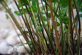 蕨類植物,植物,綠色