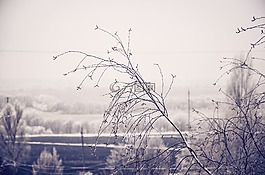 冬天,樹,雪