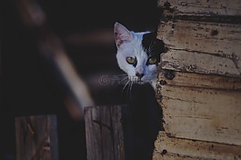 動物,貓,可愛